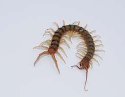 Image of Common Desert Centipede