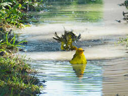 Image of Saffron Finch