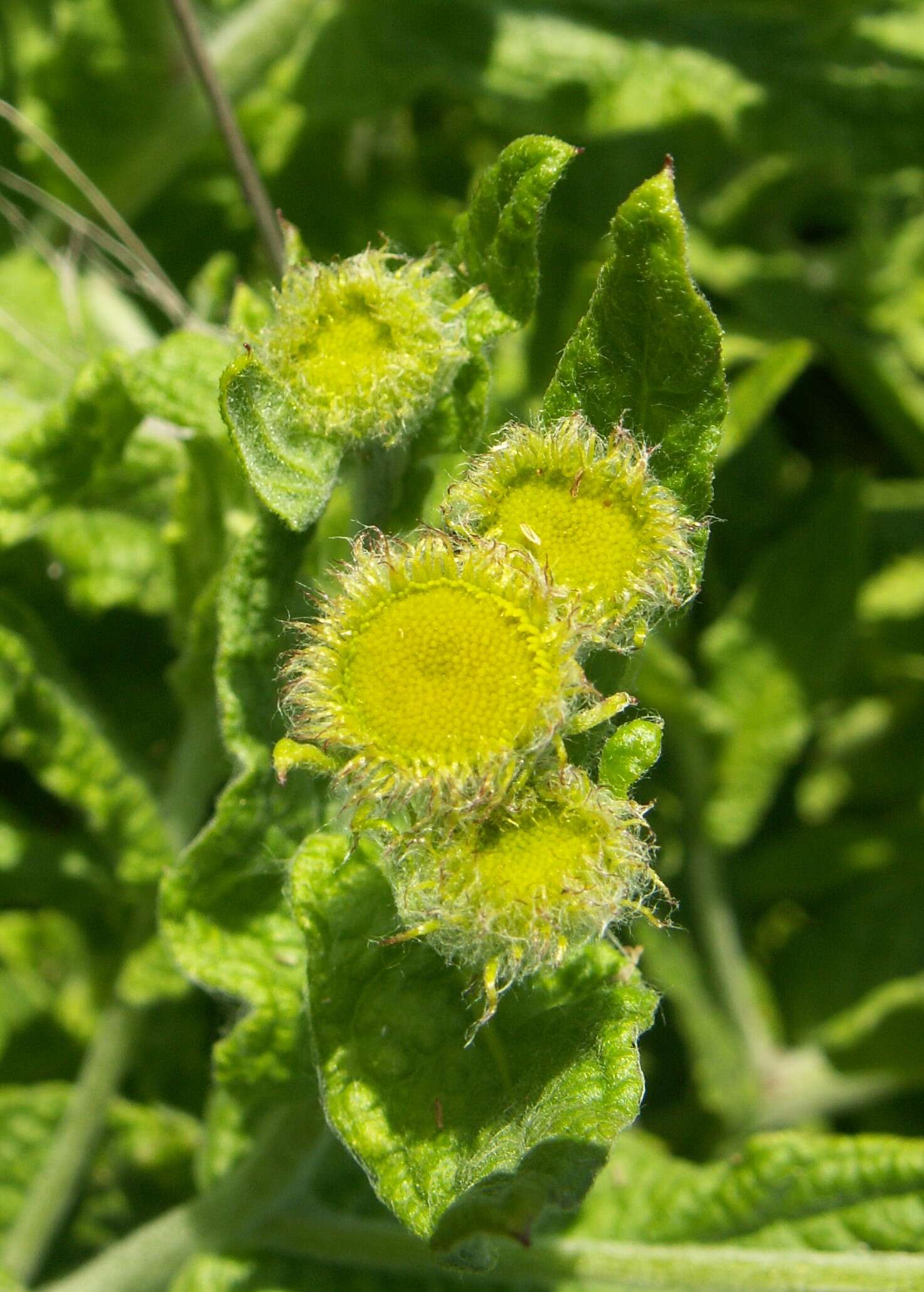 Image of common fleabane