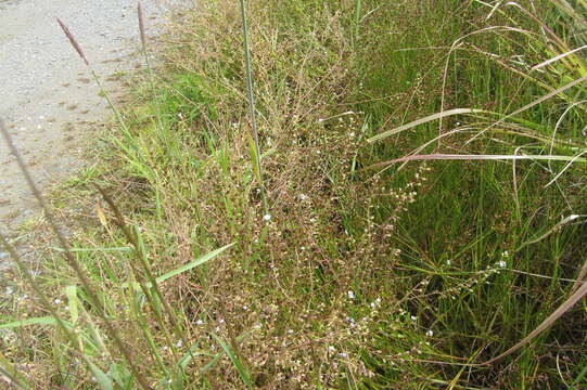 Image of Tufted Forget-Me-Not