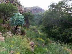 Image of Highveld Cabbage Tree