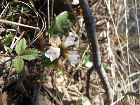 Sivun Epigaea repens L. kuva