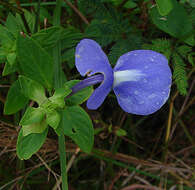 Plancia ëd Achetaria azurea (Linden) V. C. Souza