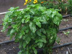 Image of sweet basil