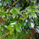 Imagem de Camellia saluenensis Stapf ex Bean