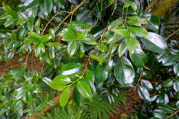 Imagem de Camellia saluenensis Stapf ex Bean