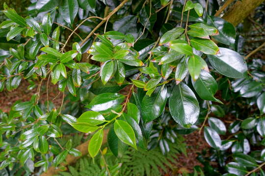 Image de Camellia saluenensis Stapf ex Bean