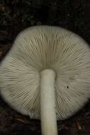 Image of Deer Mushroom