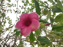 Image of purple allamanda