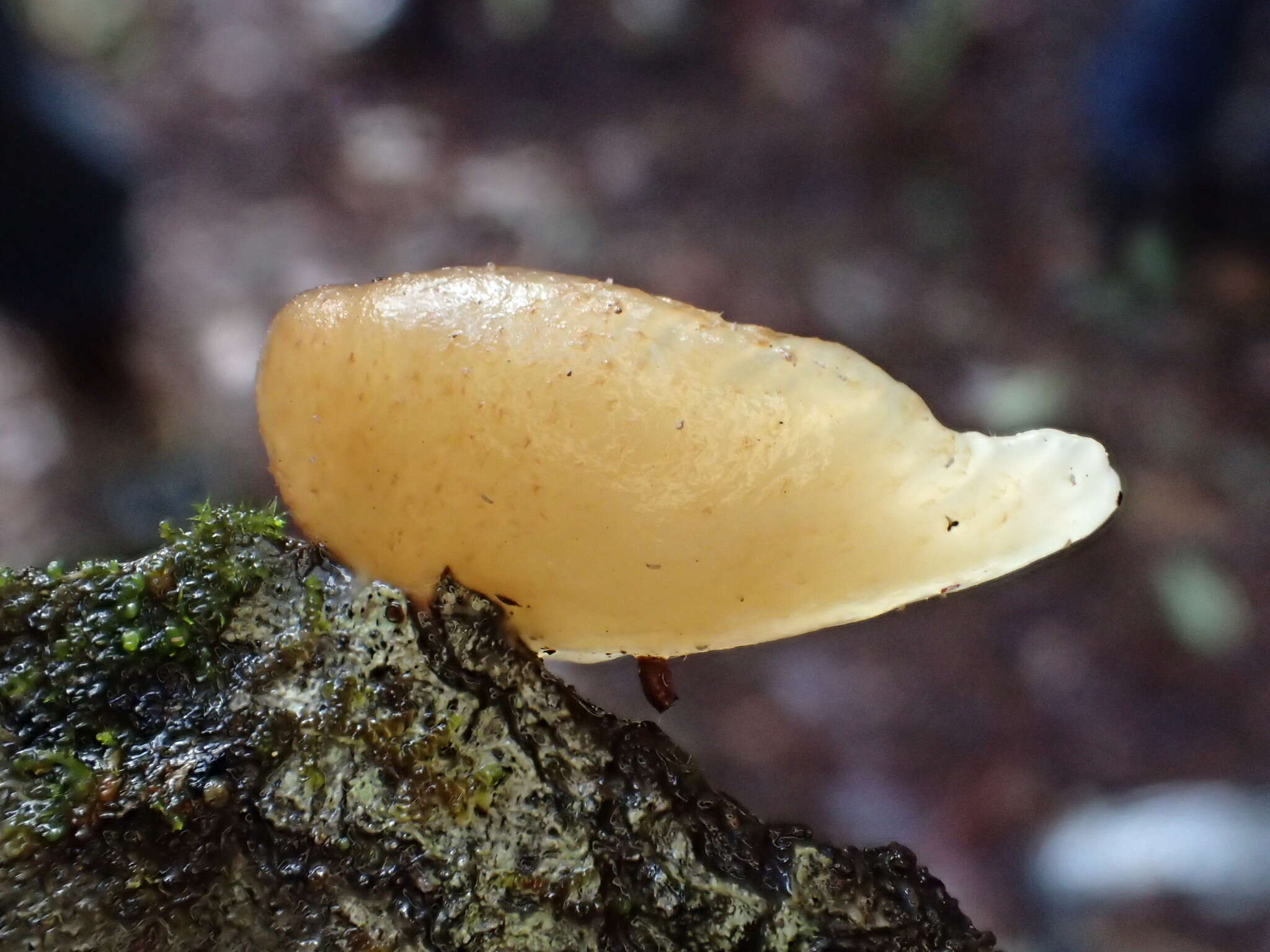 Image of Crepidotus mollis (Schaeff.) Staude 1857