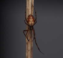 Image of hackled orb-weavers