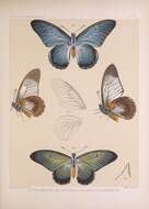 Imagem de Papilio zalmoxis Hewitson 1864