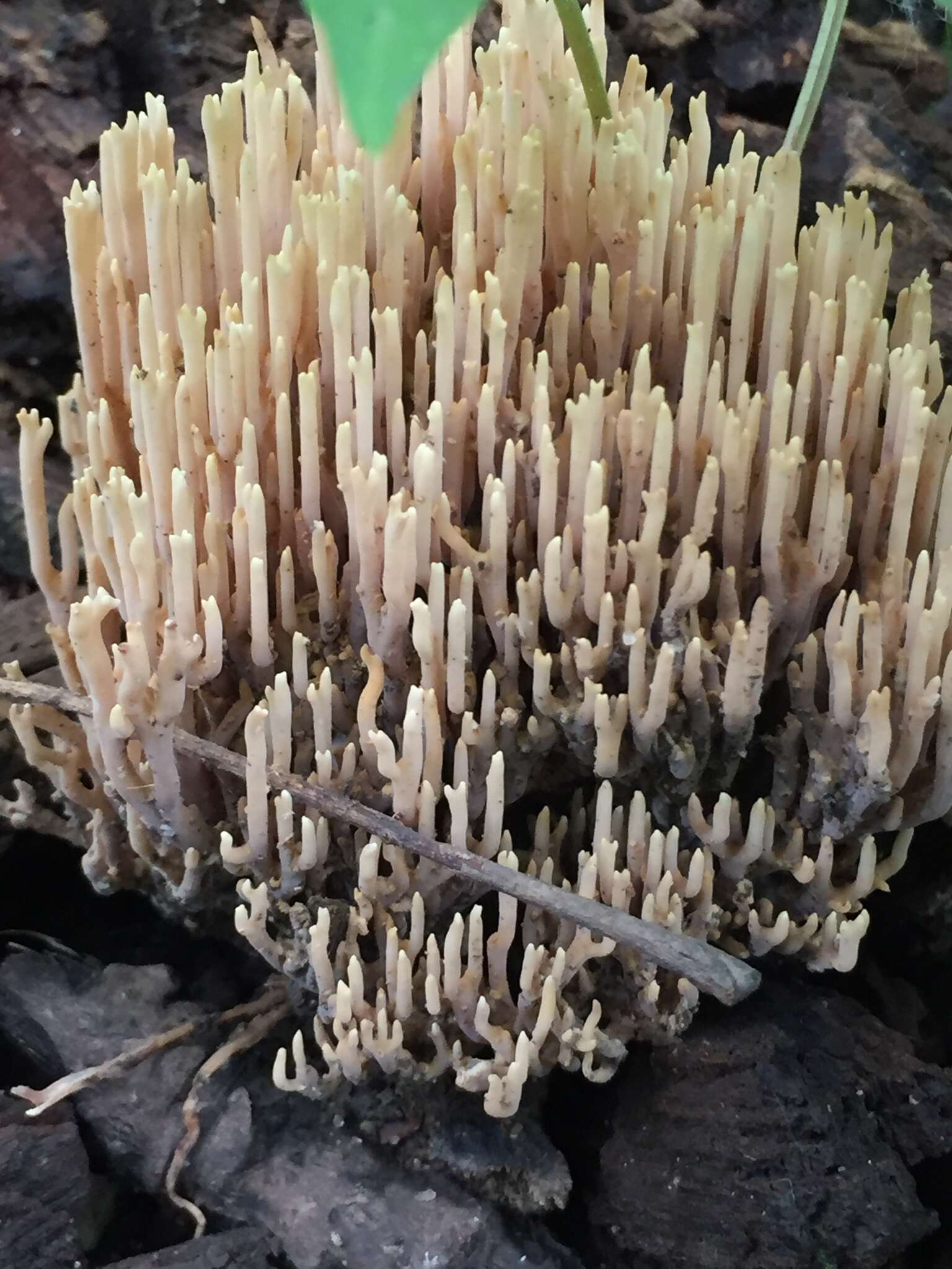 Image of Ramaria stricta (Pers.) Quél. 1888