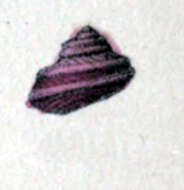 Image of Stomatella biporcata