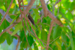 Image of Brown-breasted Flycatcher