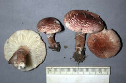 Image of Lepiota subincarnata J. E. Lange 1940