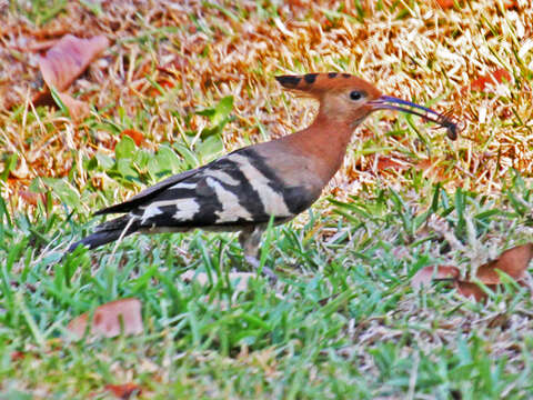 Image of African Hoopoe