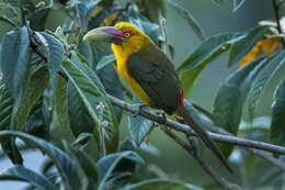 Image of Saffron Toucanet