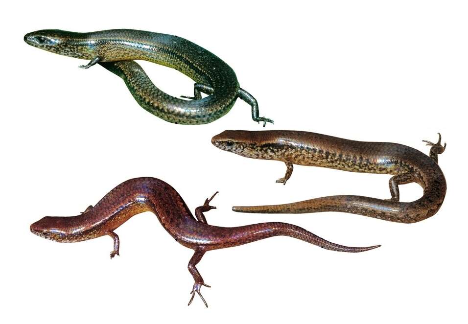 Image of Common Madagascar Skink