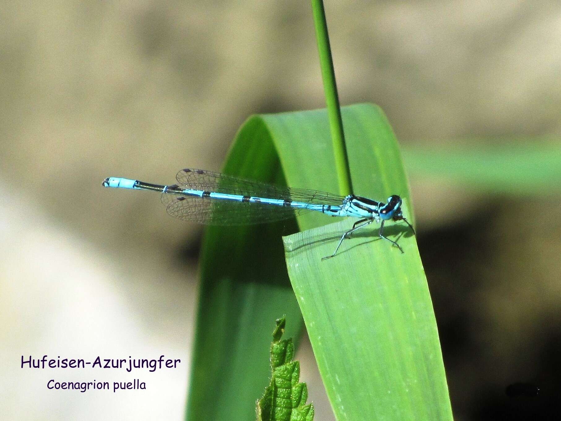 Imagem de Coenagrion puella (Linnaeus 1758)