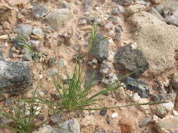 Image of common Mediterranean grass