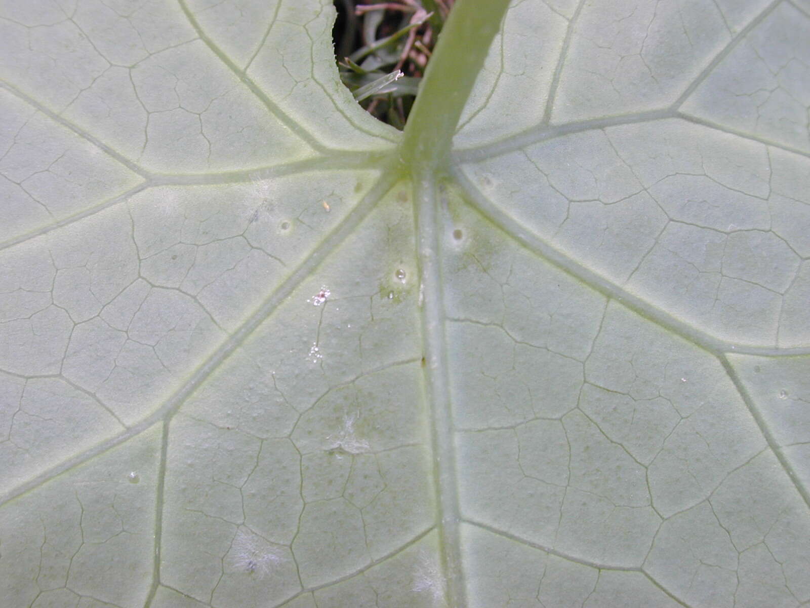 Image of ivy gourd