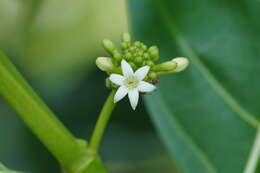 Image of Indian mulberry