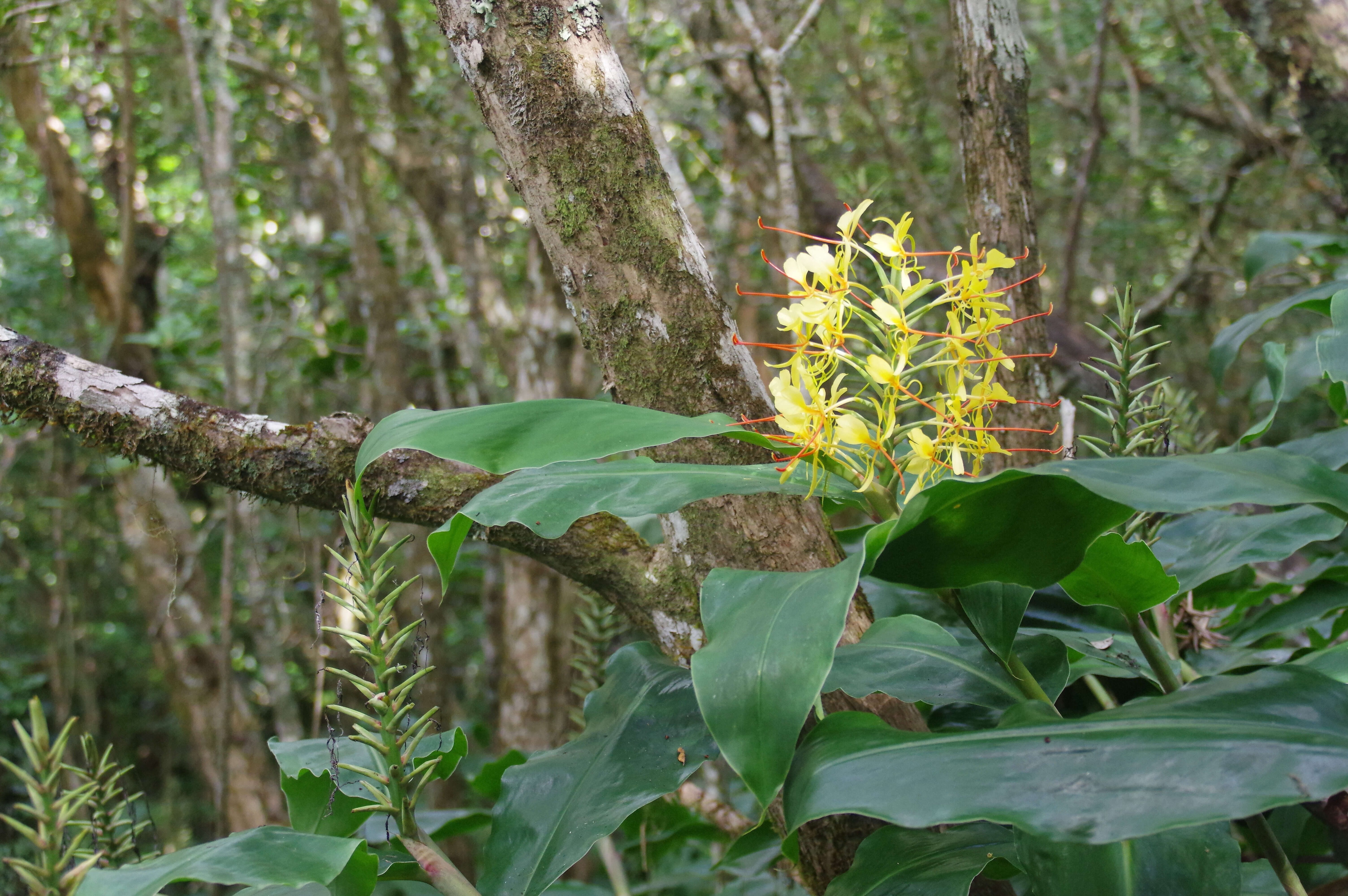 Слика од Hedychium