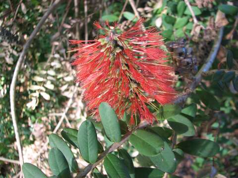 Image of Melaleuca hypericifolia Sm.