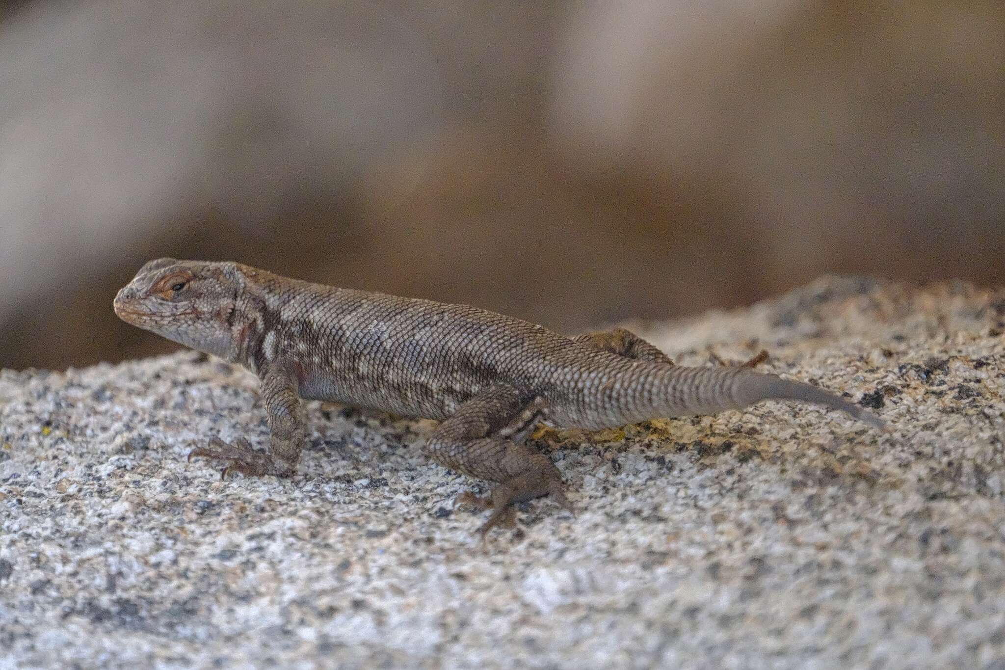 Image of Common Sagebrush Lizard