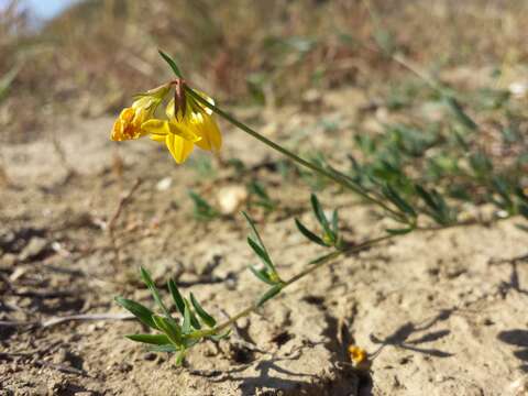 Image of Narrow-leaved Bird's-foot-trefoil