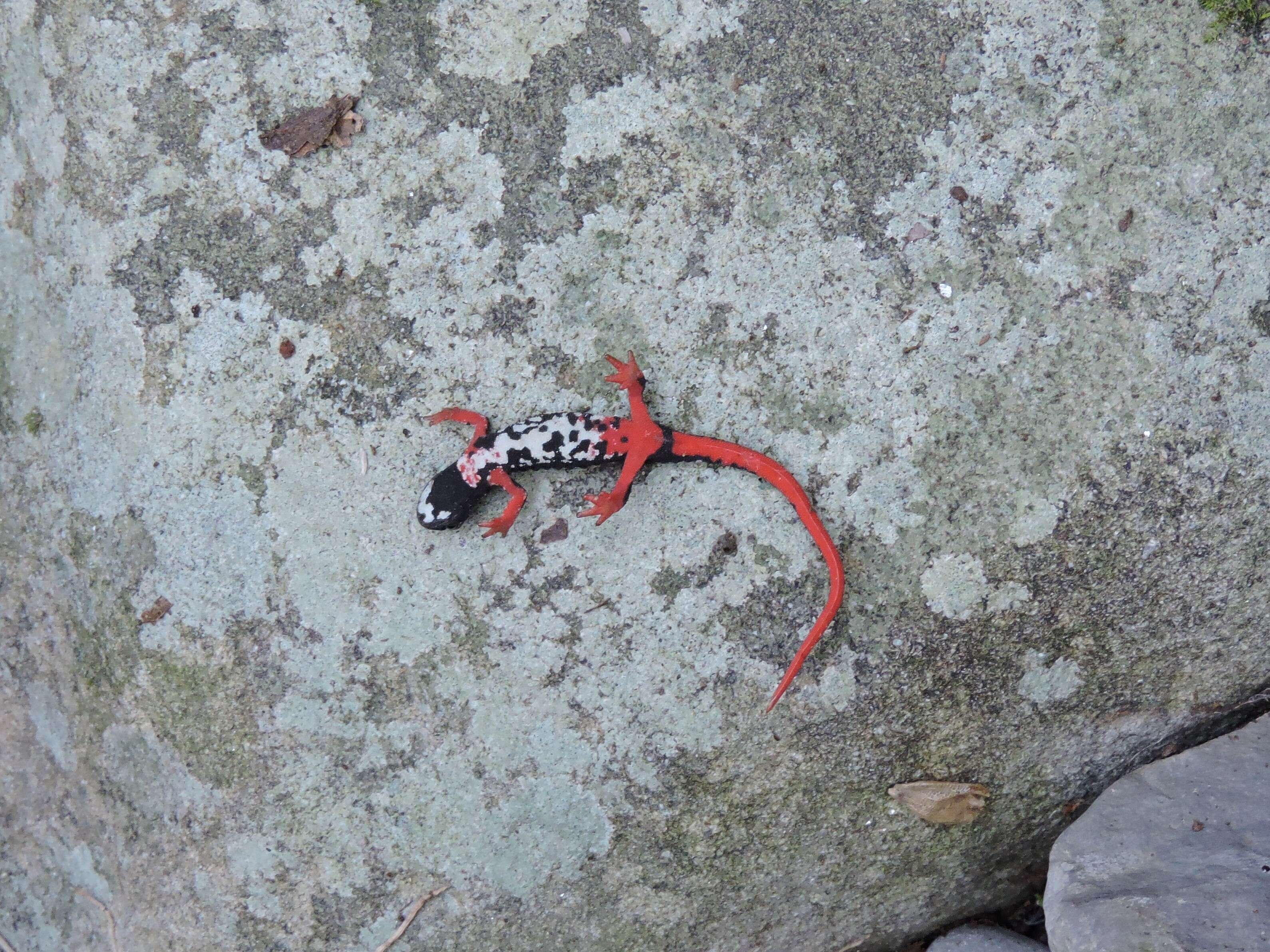 Image of Spectacled Salamander