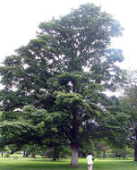 Image of Persian maple