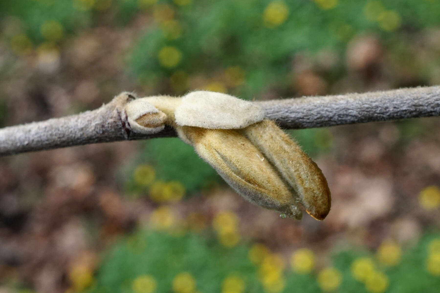 Imagem de Hamamelis mollis Oliv.