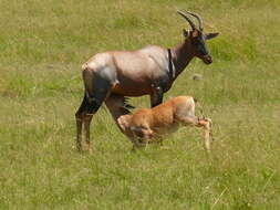 Image of Hartebeest