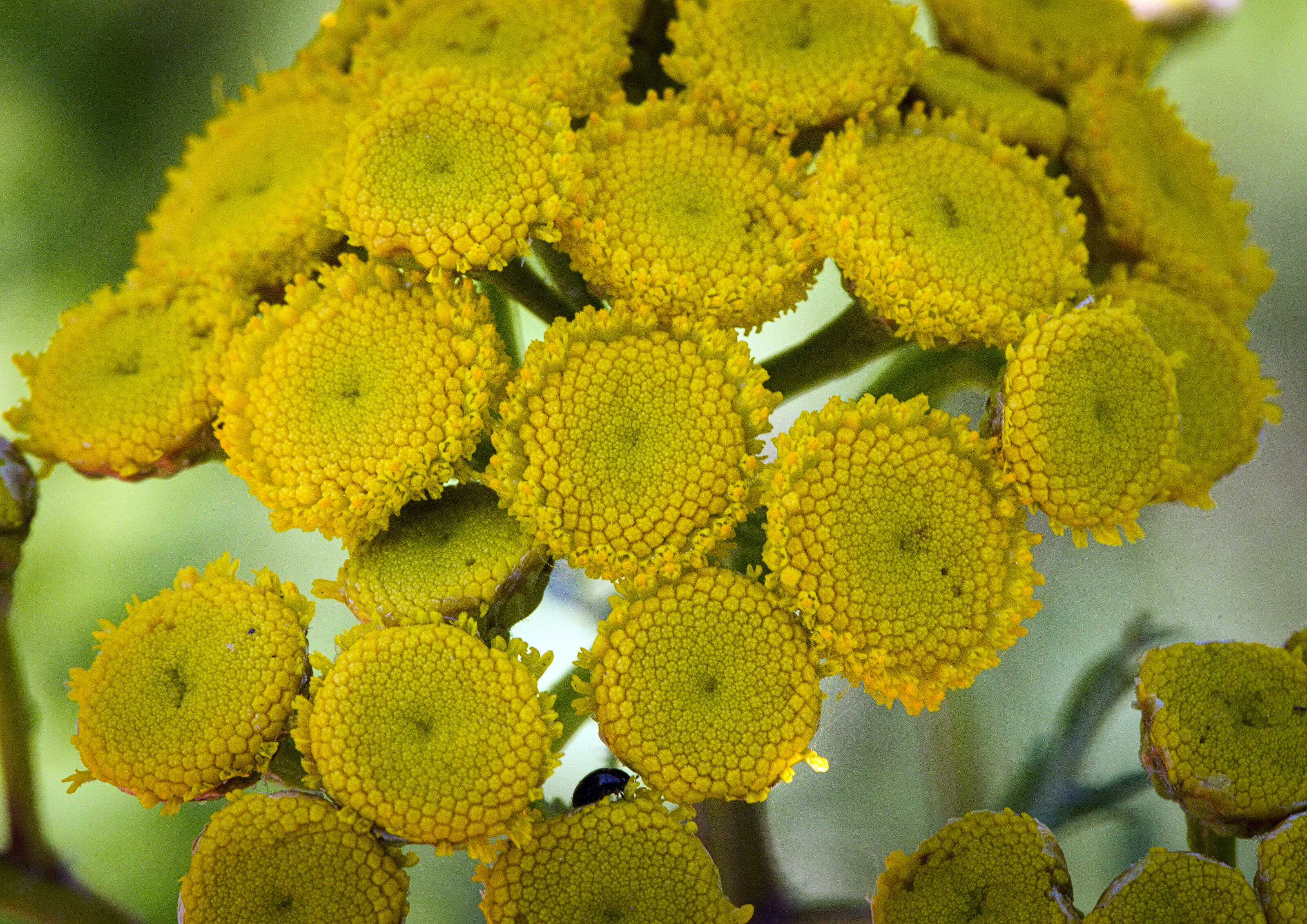 Image of common tansy