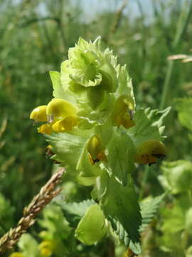 Image of European yellow rattle