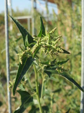 Image de Atriplex sagittata Bkh.