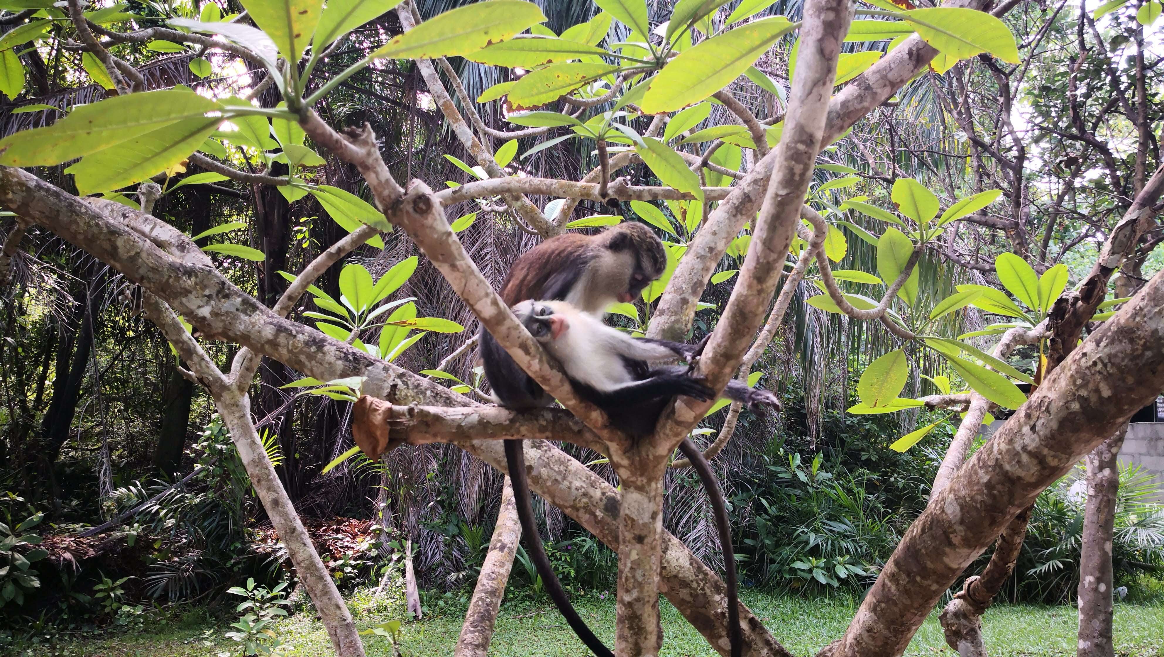 Image of Mona Guenon