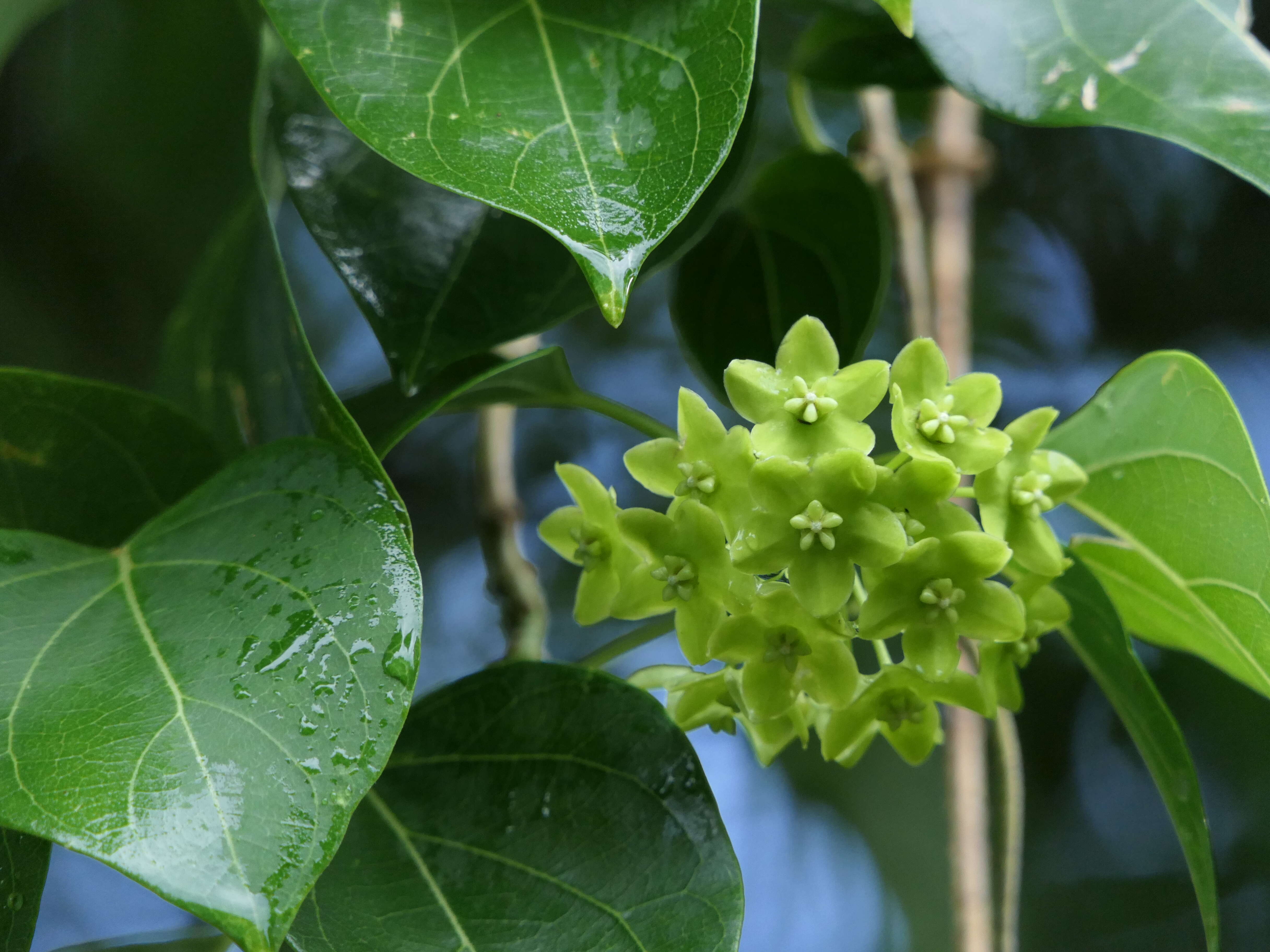 Image of Marsdenia volubilis (L. fil.) Cooke