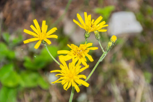 Image of few-leaved hawkweed