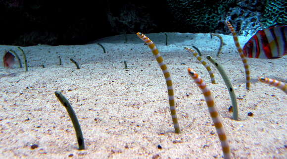 Image of Splendid garden eel