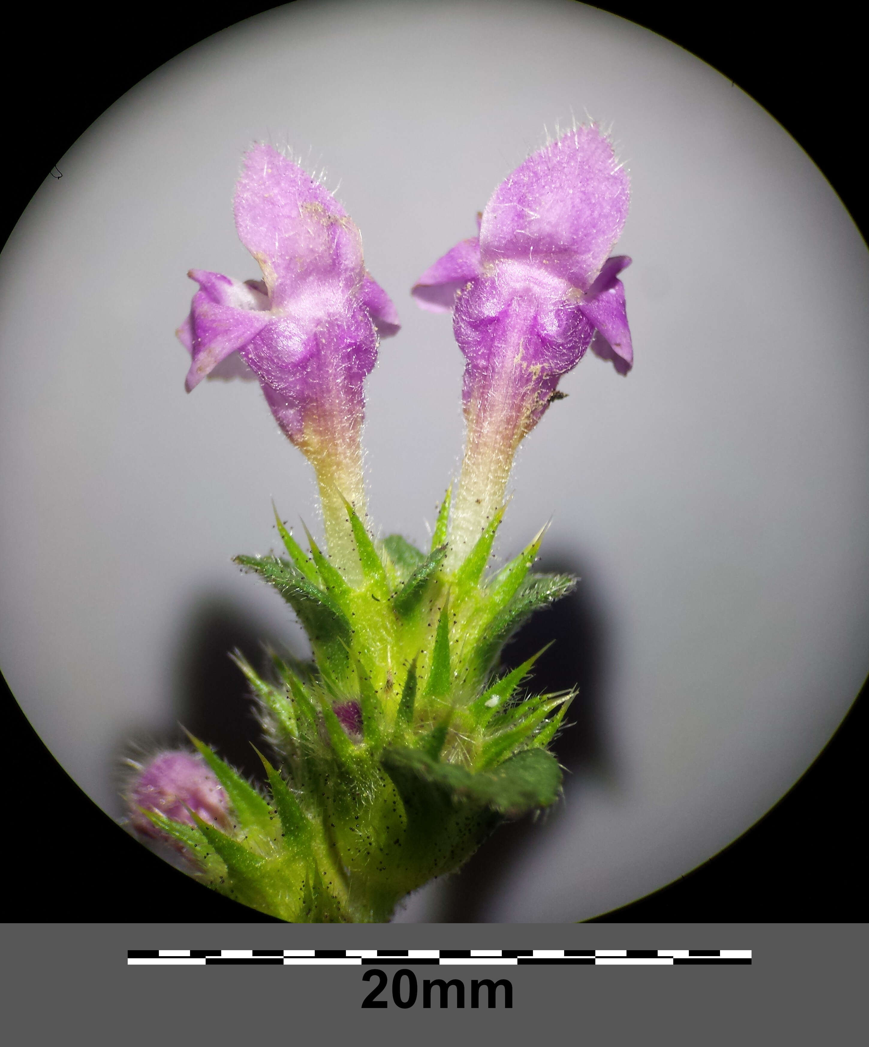 Image of Downy Hemp Nettle