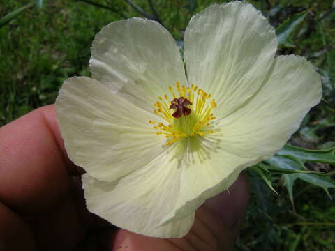 Imagem de Argemone ochroleuca Sweet