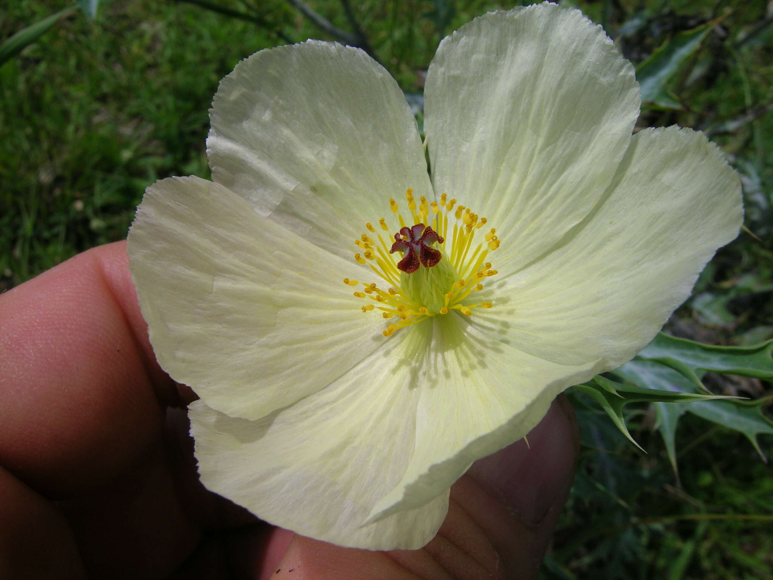 Argemone ochroleuca Sweet resmi