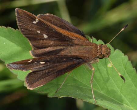 Image of Clouded Skipper