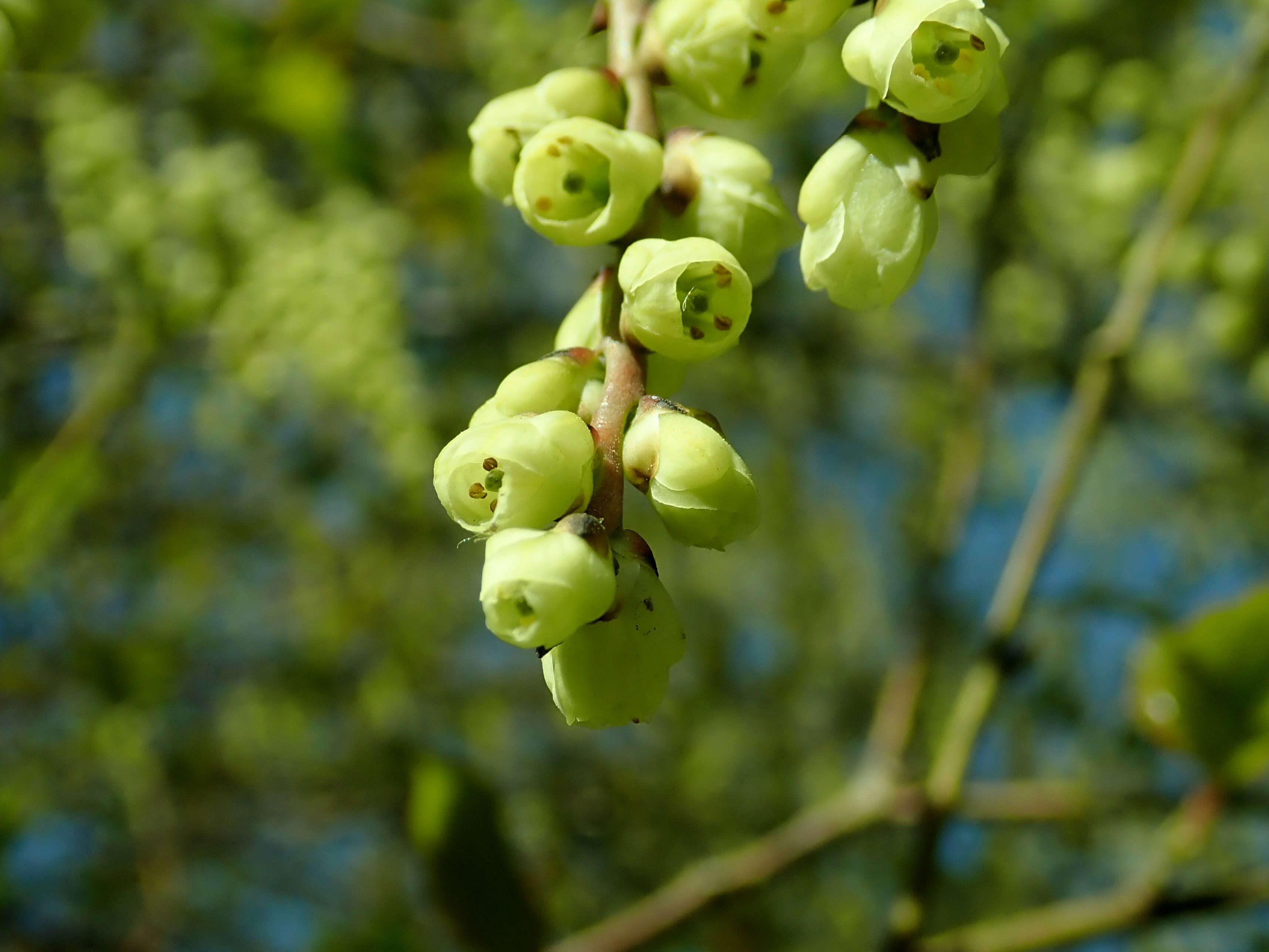 Image of Stachyurus praecox Sieb. & Zucc.