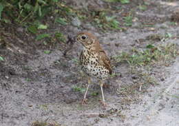 Image of Song Thrush