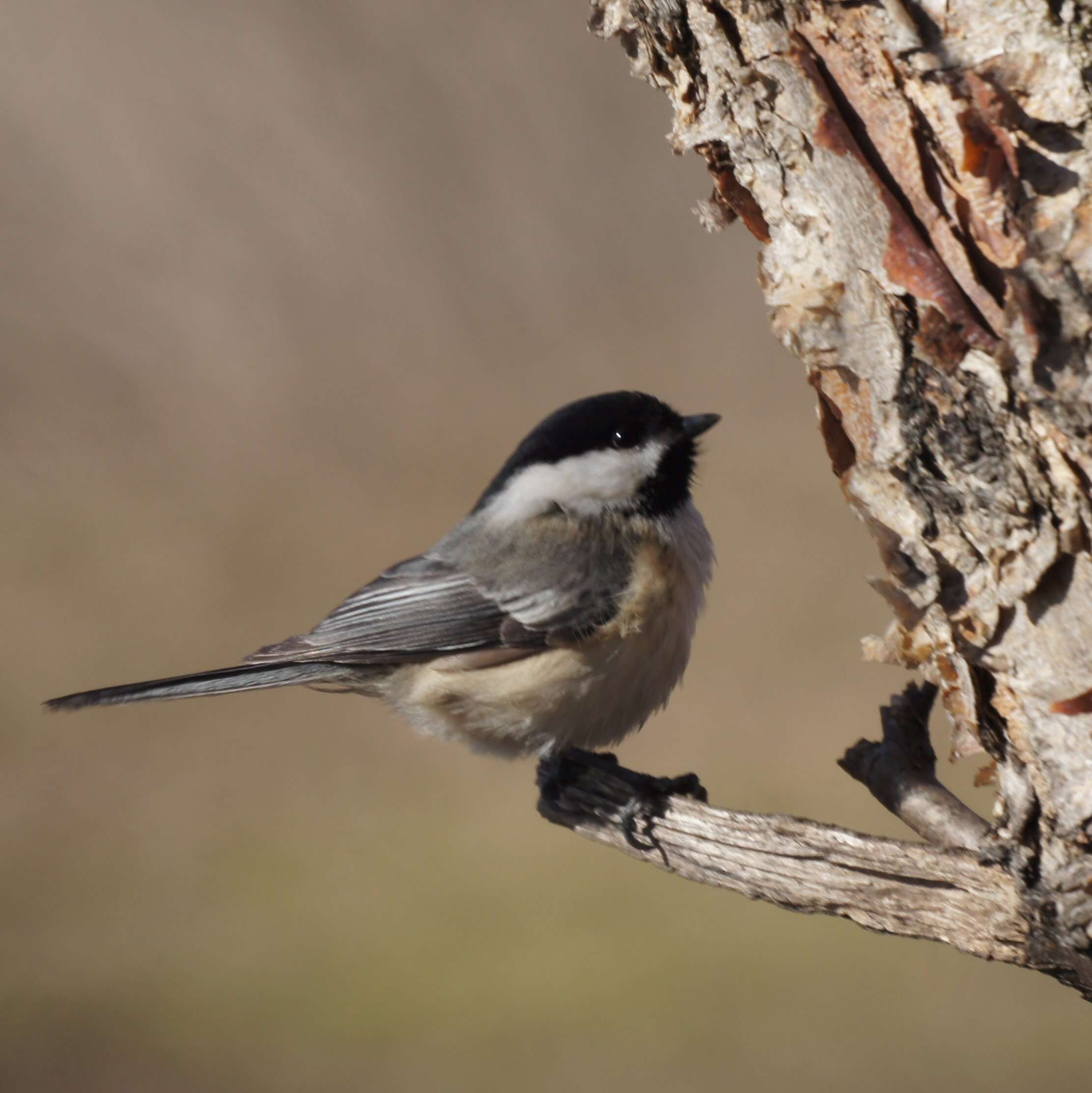 Plancia ëd Poecile atricapillus (Linnaeus 1766)