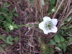 Nigella arvensis L. resmi